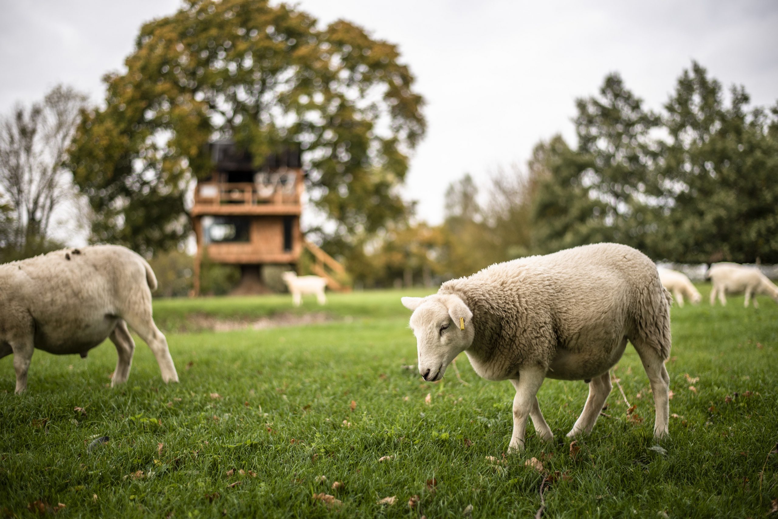 Our family sheep grazing on the meadow outside The Old Oak at Colemans Farm